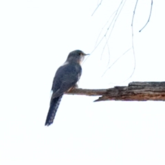 Cacomantis flabelliformis (Fan-tailed Cuckoo) at O'Connor, ACT - 15 Oct 2020 by ConBoekel