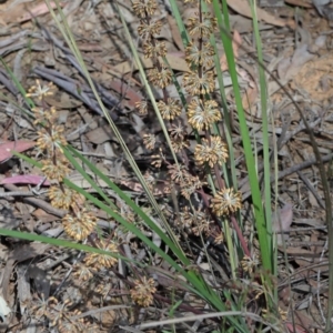 Lomandra multiflora at O'Connor, ACT - 15 Oct 2020