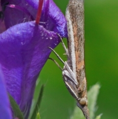 Etiella behrii (Lucerne Seed Web Moth) at O'Connor, ACT - 15 Oct 2020 by ConBoekel