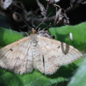 Scopula rubraria at O'Connor, ACT - 15 Oct 2020 02:31 PM