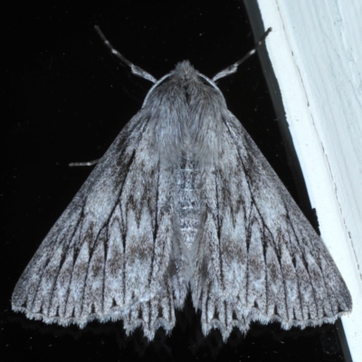 Cyneoterpna wilsoni (Cyneoterpna wilsoni) at Ainslie, ACT - 9 Oct 2020 by jb2602