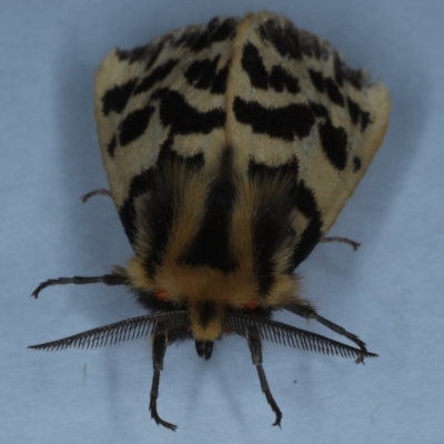 Ardices curvata (Crimson Tiger Moth) at Ainslie, ACT - 9 Oct 2020 by jbromilow50