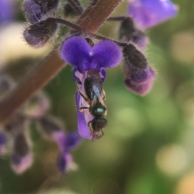 Lasioglossum (Homalictus) sp. (genus & subgenus) (Furrow Bee) at Acton, ACT - 15 Oct 2020 by PeterA