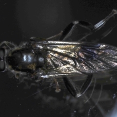 Exaireta spinigera (Garden Soldier Fly) at Ainslie, ACT - 9 Oct 2020 by jb2602