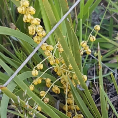 Lomandra filiformis (Wattle Mat-rush) at Dunlop Grasslands - 15 Oct 2020 by tpreston