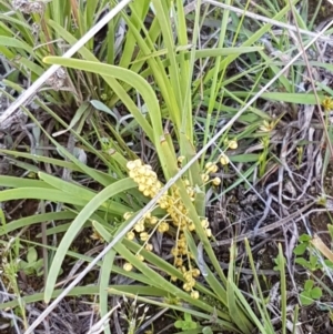 Lomandra filiformis at Dunlop, ACT - 15 Oct 2020