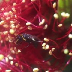 Hylaeus (Gnathoprosopis) amiculinus (Hylaeine colletid bee) at Acton, ACT - 15 Oct 2020 by PeterA