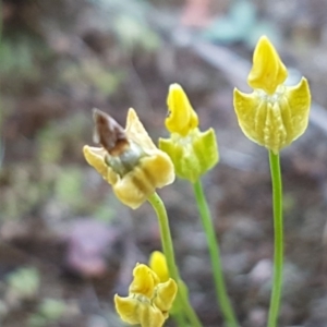 Cicendia quadrangularis at Dunlop, ACT - 15 Oct 2020