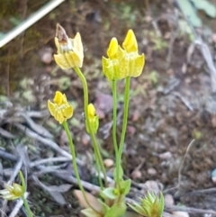 Cicendia quadrangularis at Dunlop, ACT - 15 Oct 2020