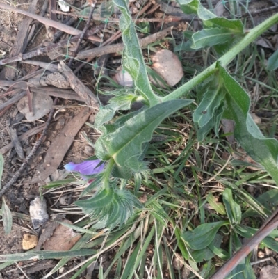 Echium plantagineum (Paterson's Curse) at Ainslie, ACT - 15 Oct 2020 by Venusaur