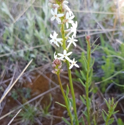 Stackhousia monogyna (Creamy Candles) at Dunlop, ACT - 15 Oct 2020 by trevorpreston