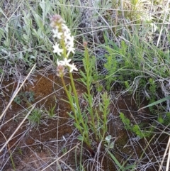 Stackhousia monogyna at Dunlop, ACT - 15 Oct 2020