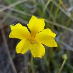 Goodenia pinnatifida (Scrambled Eggs) at Dunlop, ACT - 15 Oct 2020 by trevorpreston