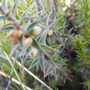 Melichrus urceolatus at Dunlop, ACT - 15 Oct 2020