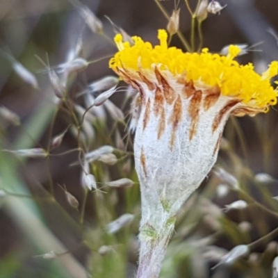 Leptorhynchos squamatus (Scaly Buttons) at Dunlop, ACT - 15 Oct 2020 by trevorpreston