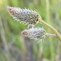 Plantago lanceolata (Ribwort Plantain, Lamb's Tongues) at Dunlop Grasslands - 15 Oct 2020 by tpreston