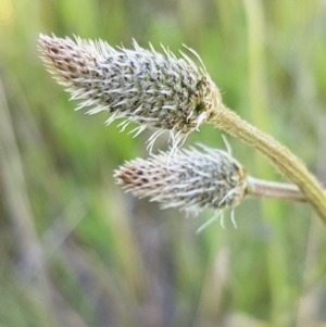 Plantago lanceolata at Dunlop, ACT - 15 Oct 2020