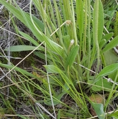 Plantago lanceolata at Dunlop, ACT - 15 Oct 2020