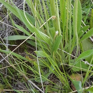 Plantago lanceolata at Dunlop, ACT - 15 Oct 2020