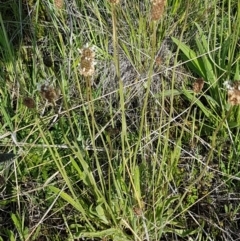 Plantago lanceolata at Dunlop, ACT - 15 Oct 2020