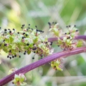 Acaena echinata at Dunlop, ACT - 15 Oct 2020