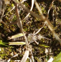 Perunga ochracea (Perunga grasshopper, Cross-dressing Grasshopper) at Dunlop, ACT - 15 Oct 2020 by trevorpreston