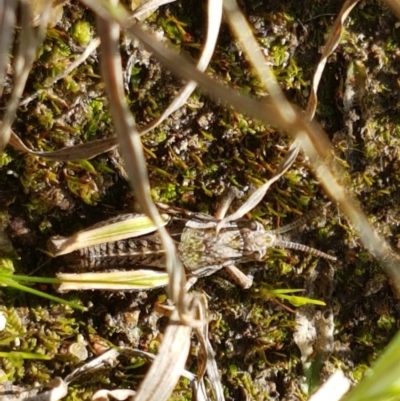 Perunga ochracea (Perunga grasshopper, Cross-dressing Grasshopper) at Dunlop, ACT - 15 Oct 2020 by trevorpreston