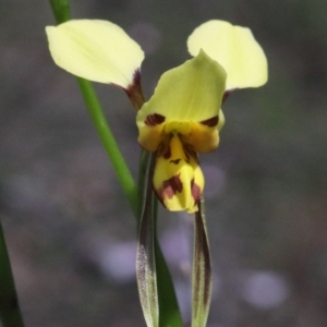 Diuris sulphurea at O'Connor, ACT - suppressed