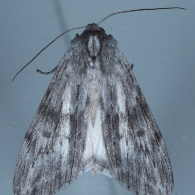 Capusa sp.(genus) (A Wedge moth) at Lilli Pilli, NSW - 7 Oct 2020 by jbromilow50