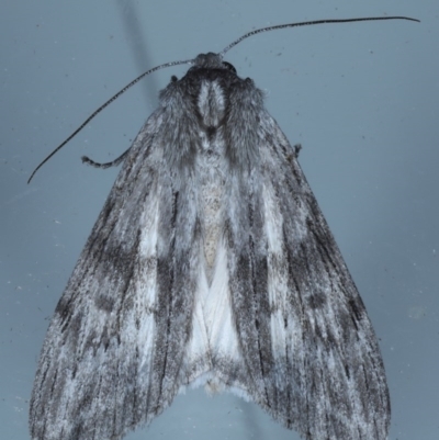 Capusa sp.(genus) (A Wedge moth) at Lilli Pilli, NSW - 7 Oct 2020 by jb2602