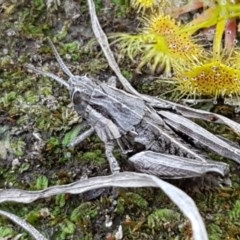 Perunga ochracea (Perunga grasshopper, Cross-dressing Grasshopper) at Dunlop, ACT - 15 Oct 2020 by trevorpreston