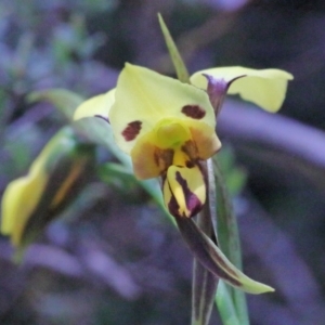 Diuris sulphurea at O'Connor, ACT - suppressed