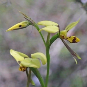 Diuris sulphurea at O'Connor, ACT - suppressed