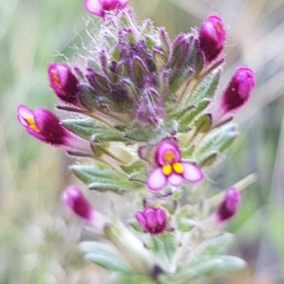 Parentucellia latifolia (Red Bartsia) at Dunlop, ACT - 15 Oct 2020 by tpreston