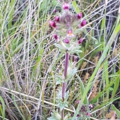 Parentucellia latifolia at Dunlop, ACT - 15 Oct 2020