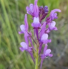 Linaria pelisseriana (Pelisser's Toadflax) at Dunlop Grasslands - 15 Oct 2020 by tpreston