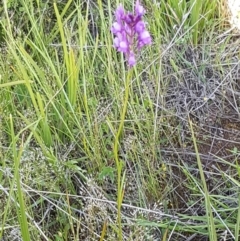 Linaria pelisseriana at Dunlop, ACT - 15 Oct 2020 04:31 PM