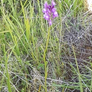 Linaria pelisseriana at Dunlop, ACT - 15 Oct 2020