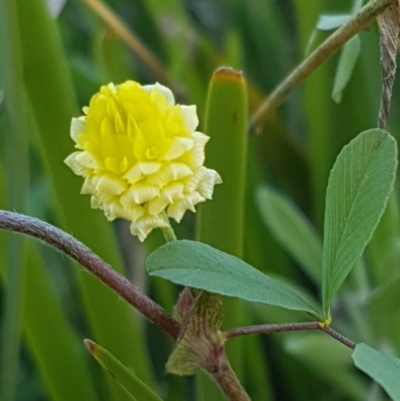 Trifolium campestre (Hop Clover) at Dunlop, ACT - 15 Oct 2020 by tpreston