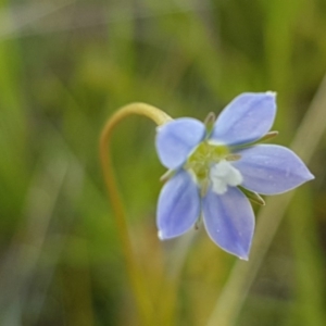 Wahlenbergia sp. at Dunlop, ACT - 15 Oct 2020