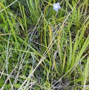 Wahlenbergia sp. at Dunlop, ACT - 15 Oct 2020