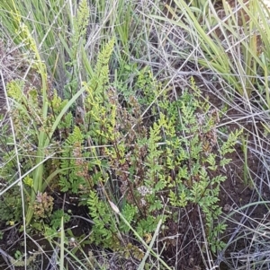 Cheilanthes sieberi at Dunlop, ACT - 15 Oct 2020 04:34 PM