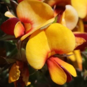 Pultenaea procumbens at O'Connor, ACT - 15 Oct 2020