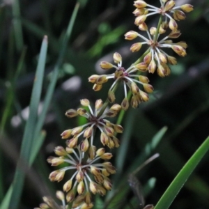 Lomandra multiflora at O'Connor, ACT - 15 Oct 2020 02:18 PM