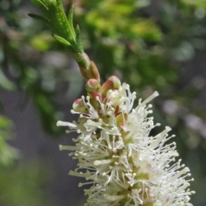 Melaleuca parvistaminea at Acton, ACT - 15 Oct 2020 02:11 PM