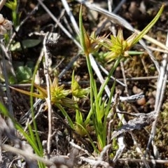 Juncus capitatus (Dwarf Rush) at Dunlop Grasslands - 15 Oct 2020 by trevorpreston