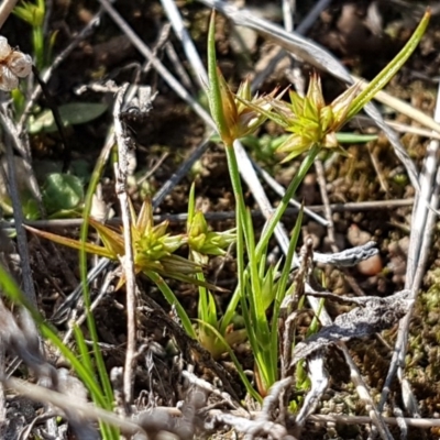 Juncus capitatus (Dwarf Rush) at Dunlop Grasslands - 15 Oct 2020 by trevorpreston