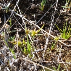 Juncus capitatus at Dunlop, ACT - 15 Oct 2020 04:35 PM