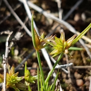 Juncus capitatus at Dunlop, ACT - 15 Oct 2020