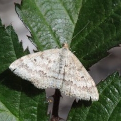 Scopula rubraria (Reddish Wave, Plantain Moth) at O'Connor, ACT - 15 Oct 2020 by ConBoekel